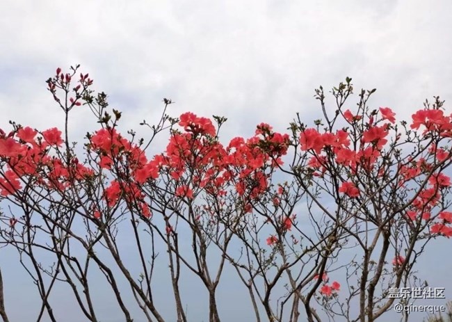 【春色撩人】杜鹃花
