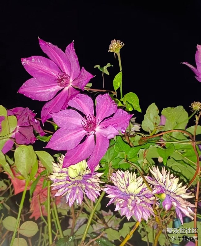 【春色撩人】后花园