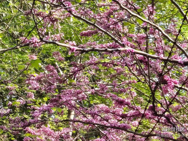 #拥抱大自然——赏花