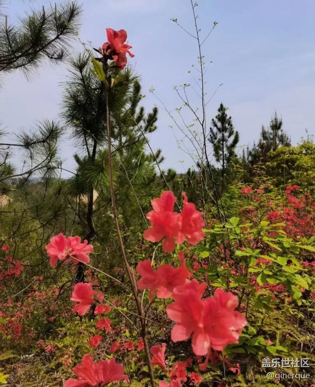 【春色撩人】杜鹃花