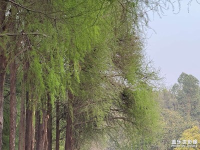 春游随拍