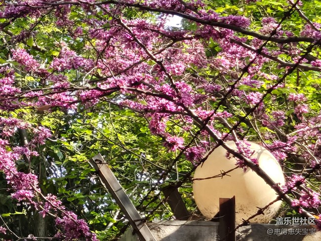 #拥抱大自然——赏花