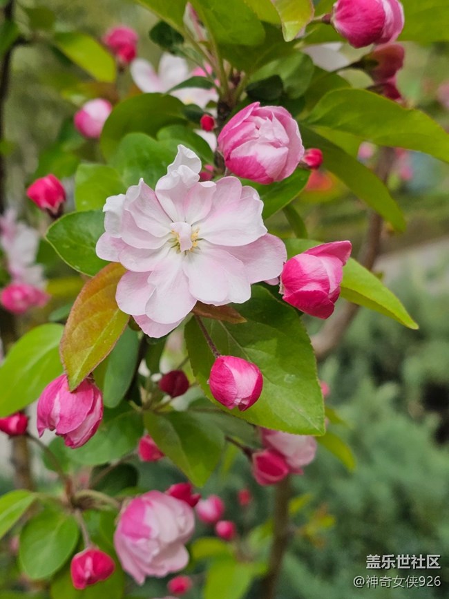 【拈花拾趣】见花心开