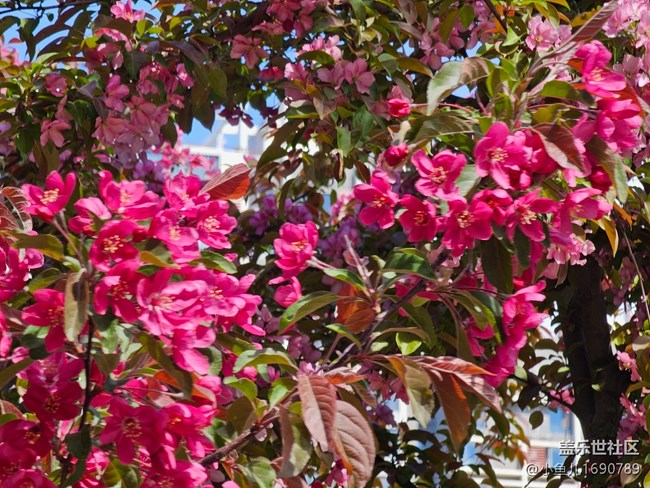 【拈花拾趣】众里寻它千百度