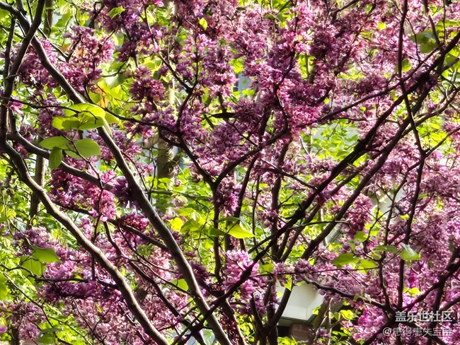 #拥抱大自然——赏花