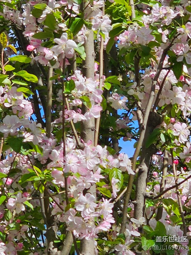 【拈花拾趣】鲜花朵朵