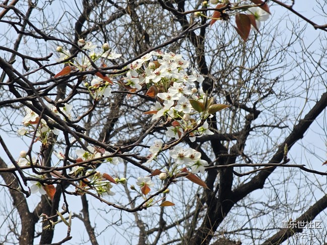 【拈花拾趣】院中春花