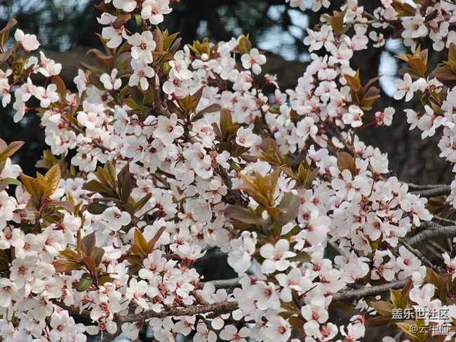 【拈花拾趣】花丛间间