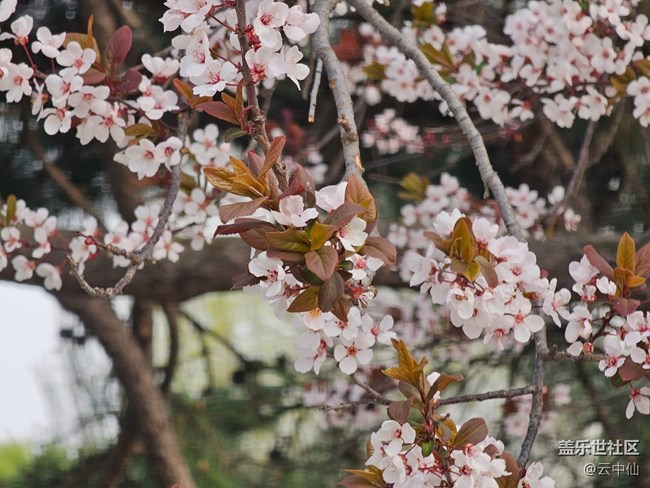【拈花拾趣】花丛间间