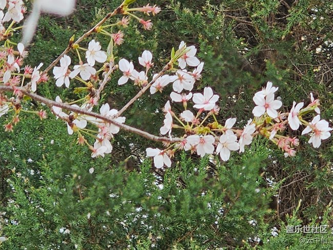 【拈花拾趣】樱立风中独舞时