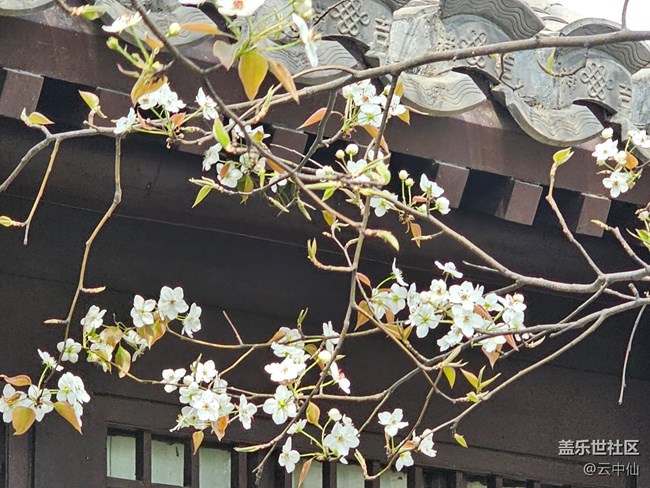 【拈花拾趣】院中春花