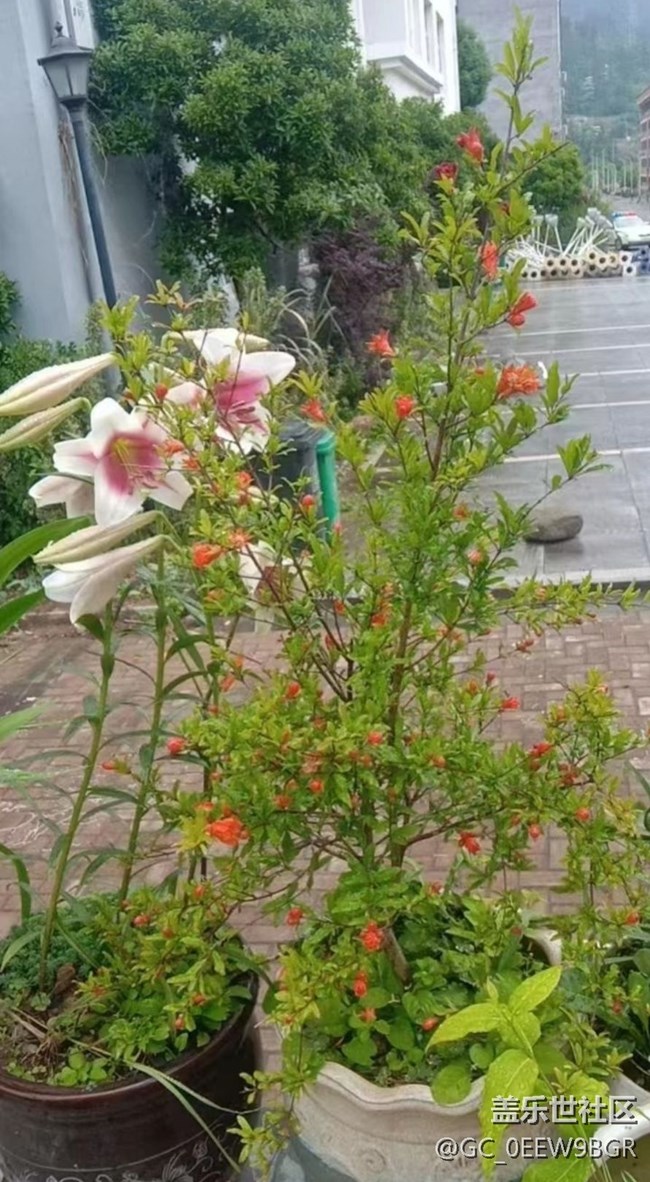 【春色撩人】种花