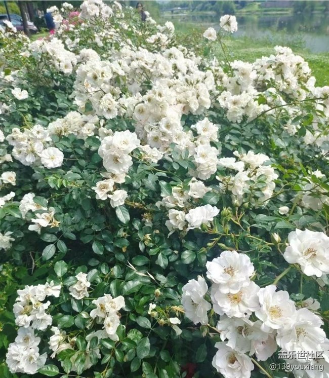 【春色撩人】去赏花