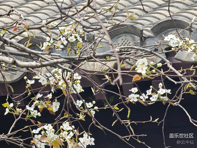 【拈花拾趣】院中春花
