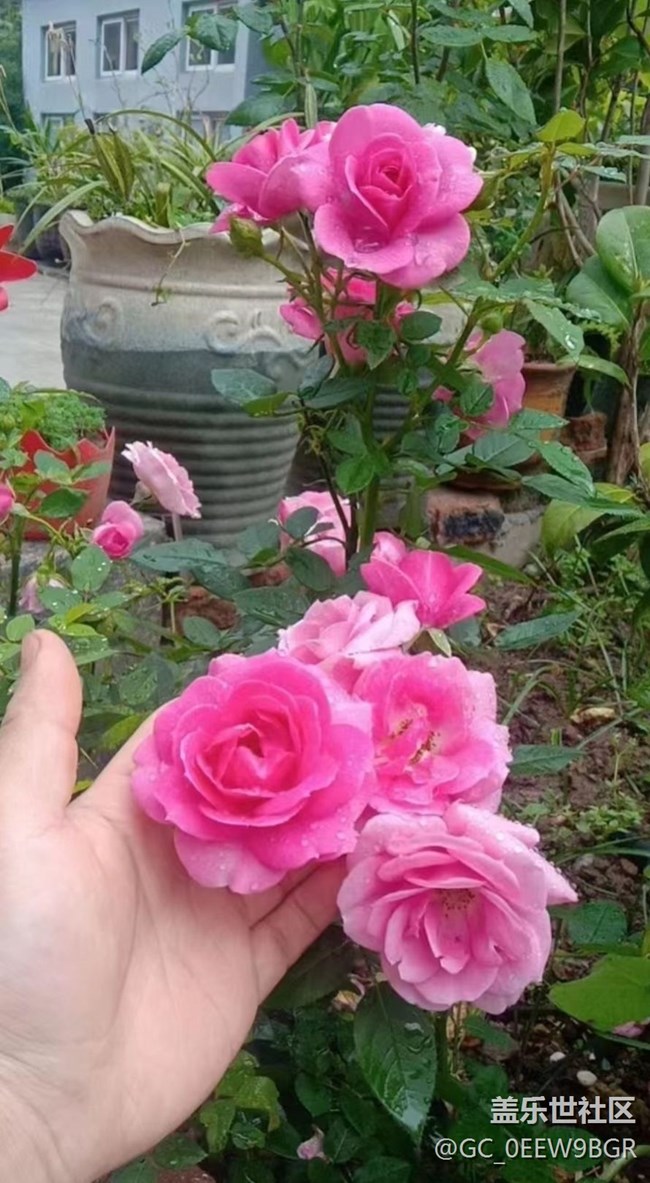 【春色撩人】种花