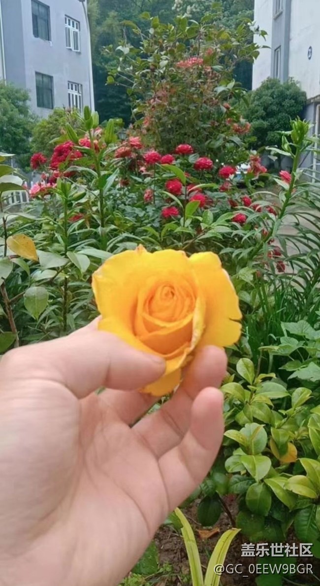 【春色撩人】种花