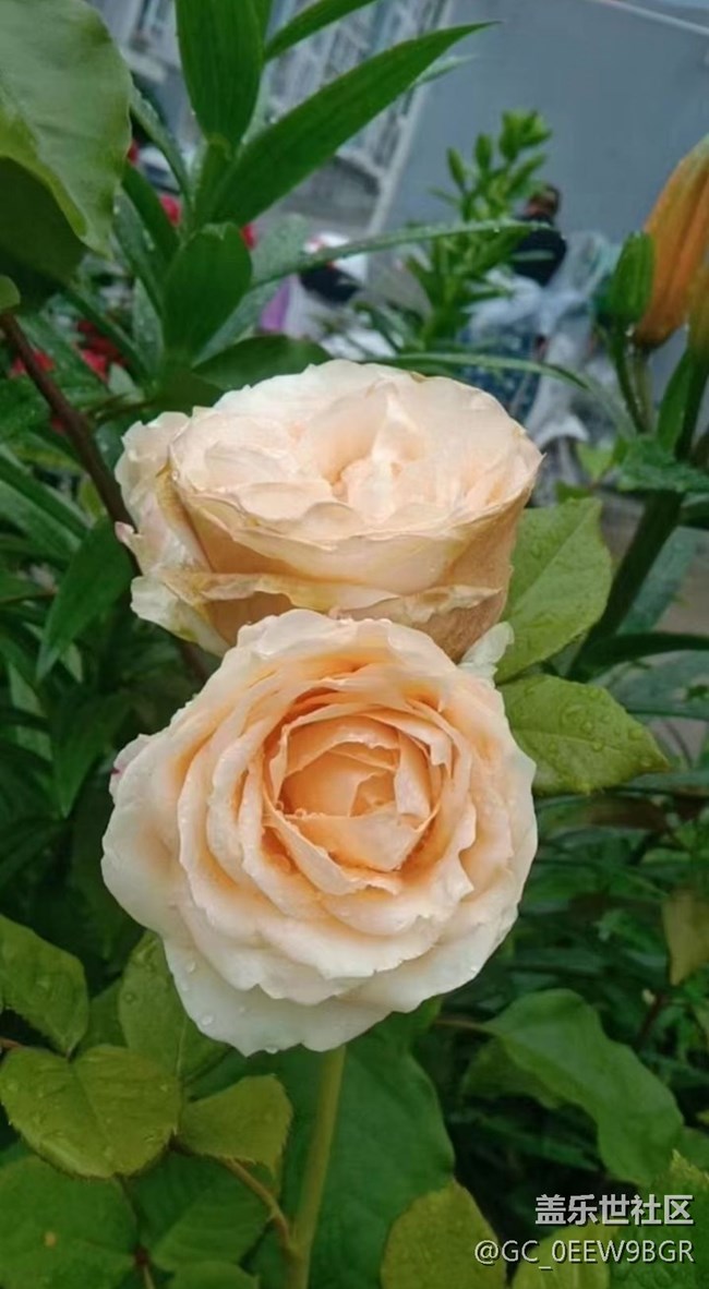 【春色撩人】种花