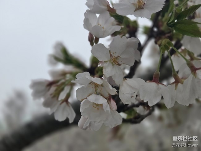 #拥抱大自然——白色樱花