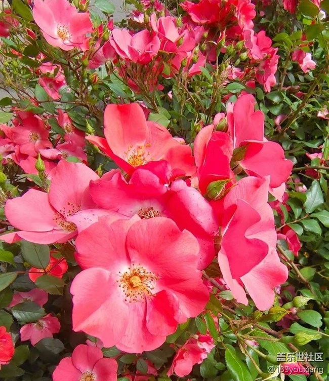 【春色撩人】去赏花