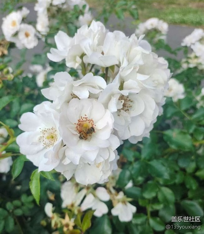 【春色撩人】去赏花