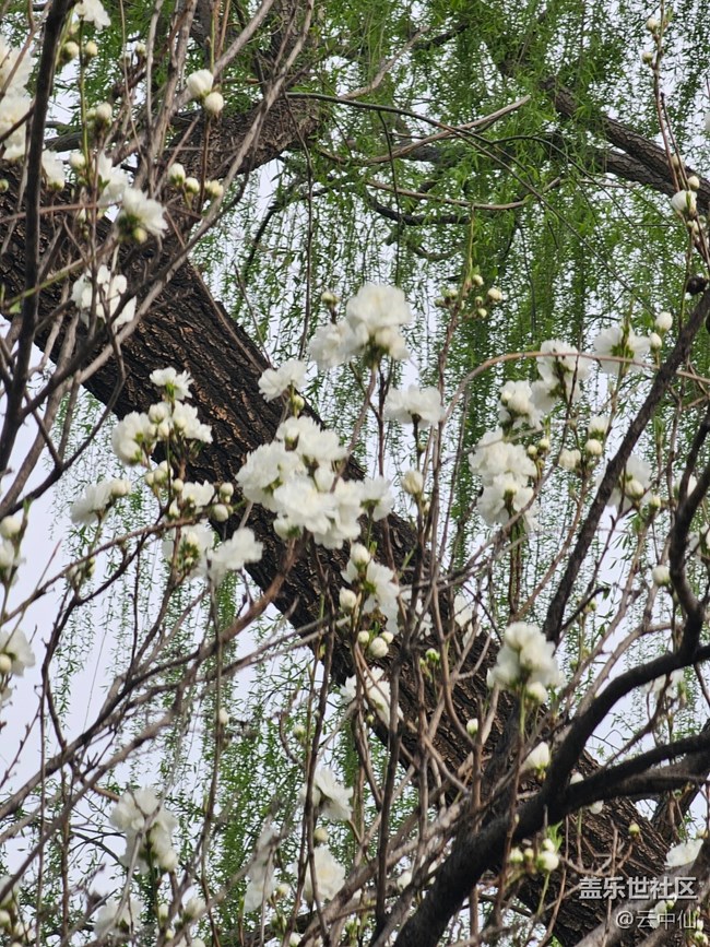 【拈花拾趣】随手拍花