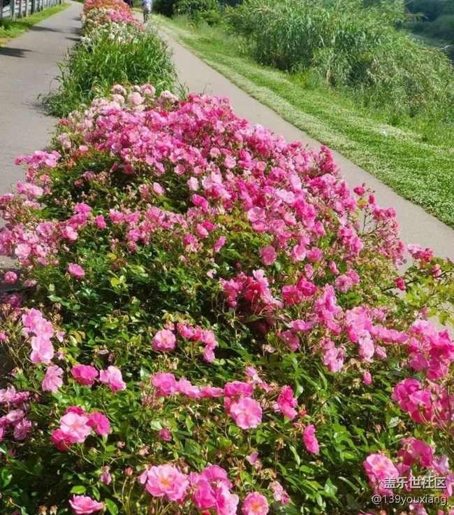 【春色撩人】去赏花
