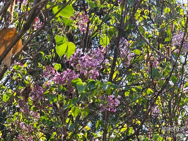 【拈花拾趣】都市花海