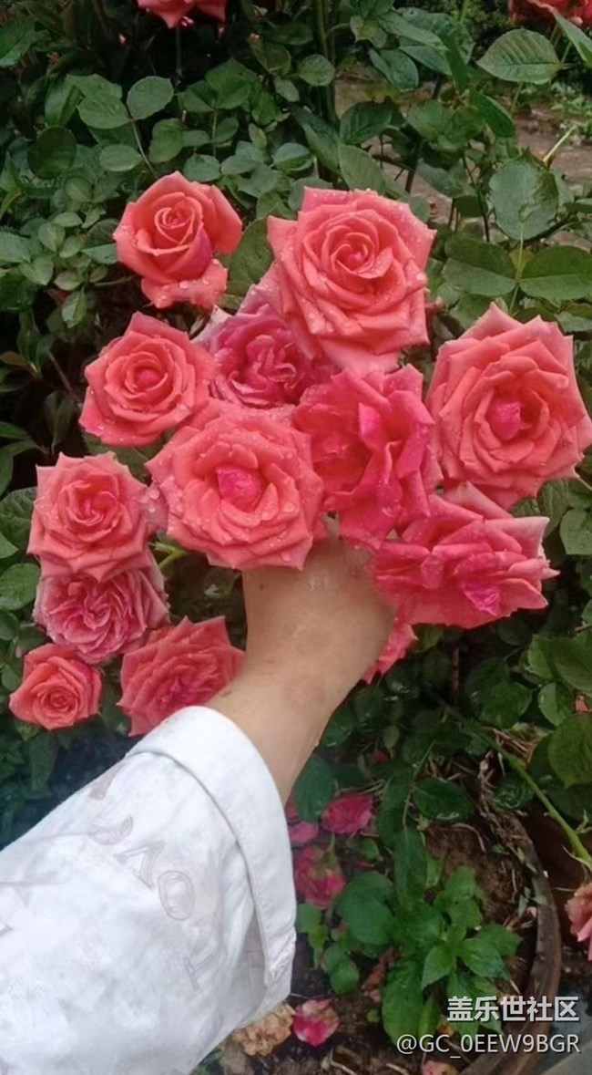 【春色撩人】种花