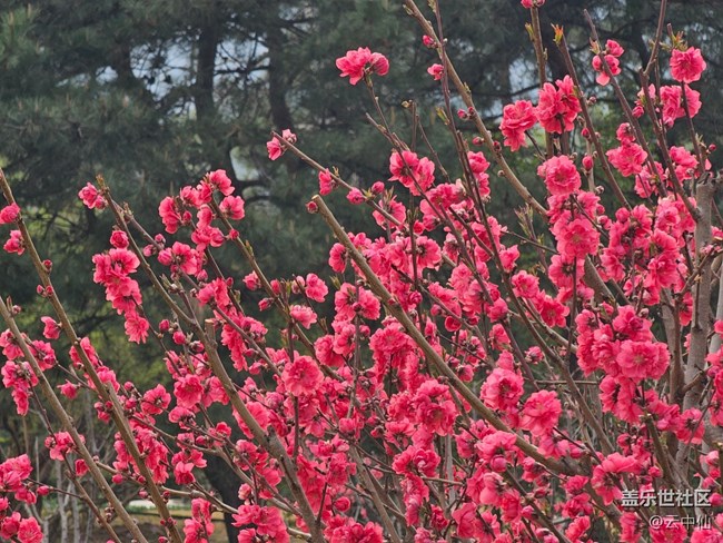 【拈花拾趣】随手拍花