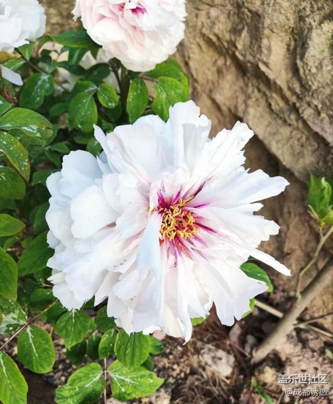 【春日盛景】花王盛开