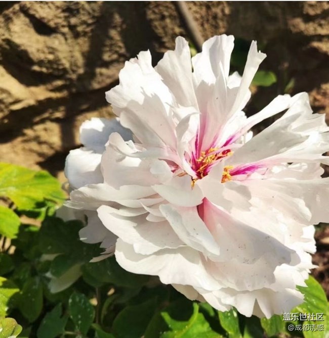 【春日盛景】花王盛开