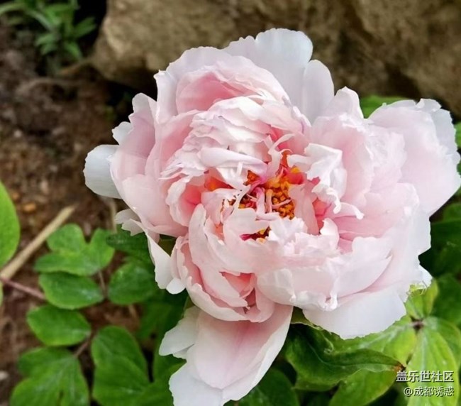 【春日盛景】花王盛开
