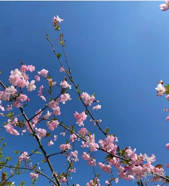 【春日盛景】踏春