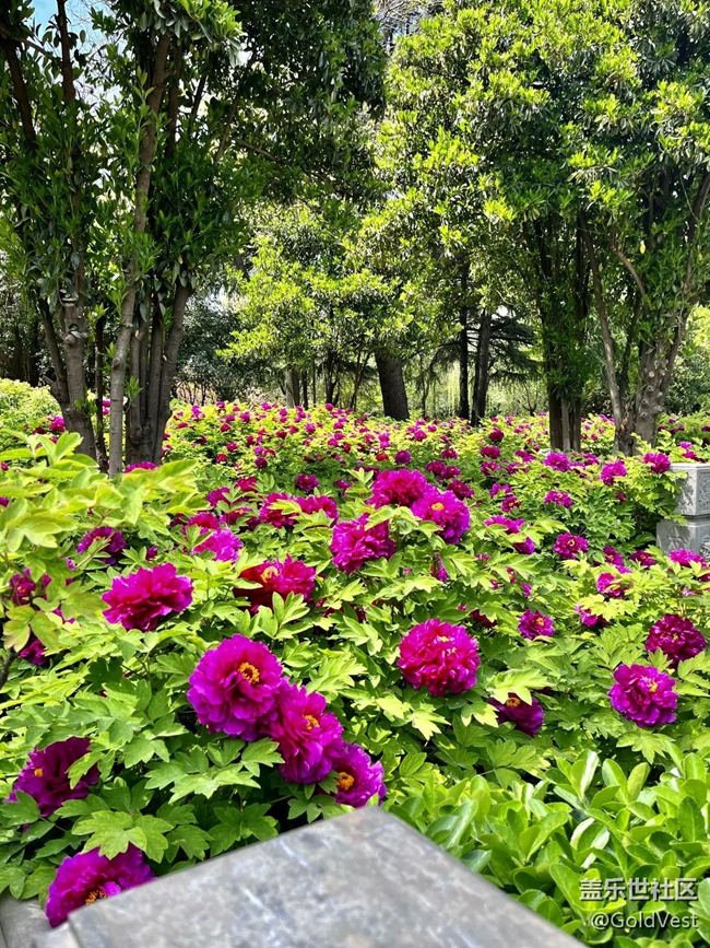 【春日盛景】洛阳牡丹甲天下