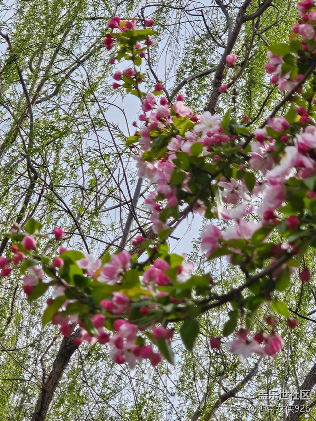 【拈花拾趣】正当时