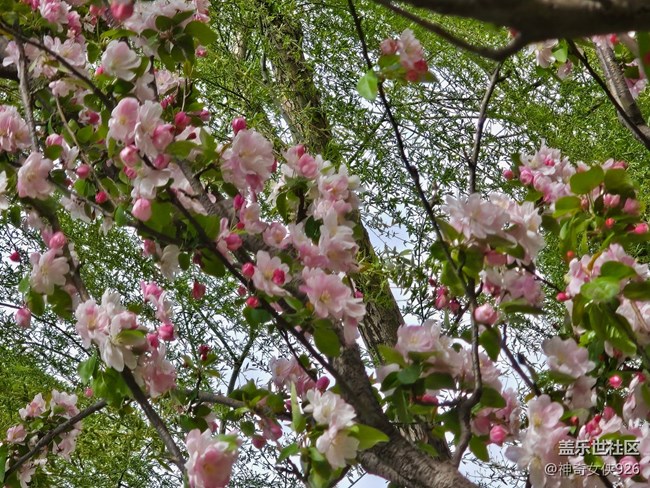【拈花拾趣】柳伴海棠