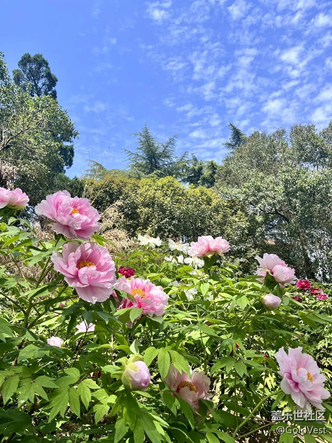 【春日盛景】洛阳牡丹甲天下
