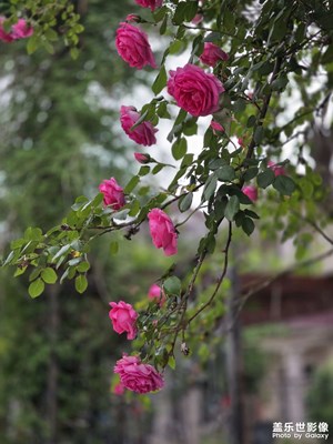 花开的季节