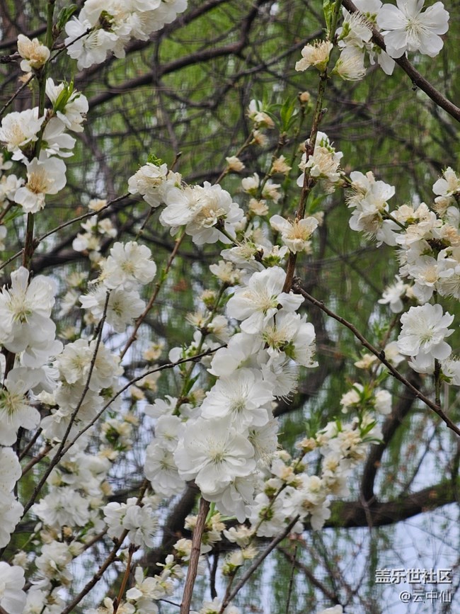 【拈花拾趣】白李花开