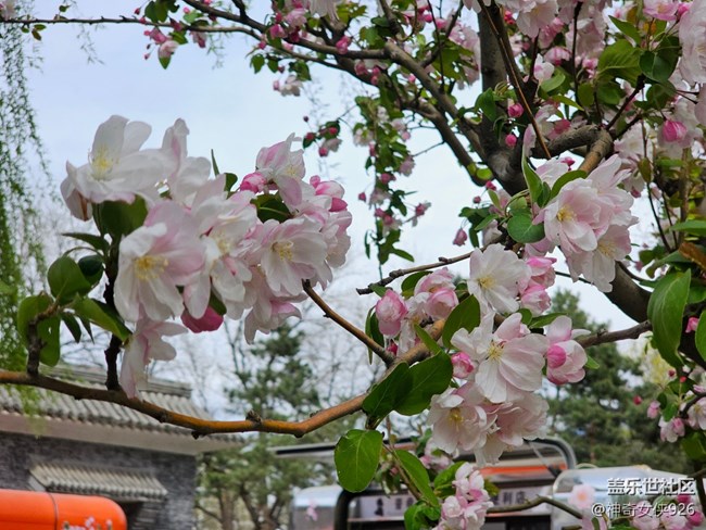 【拈花拾趣】繁花似锦