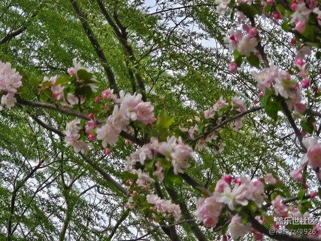 【拈花拾趣】繁花似锦