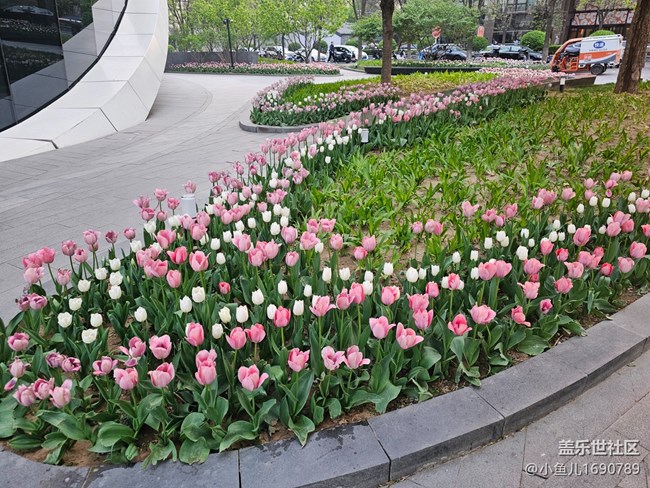 【拈花拾趣】郁金花景