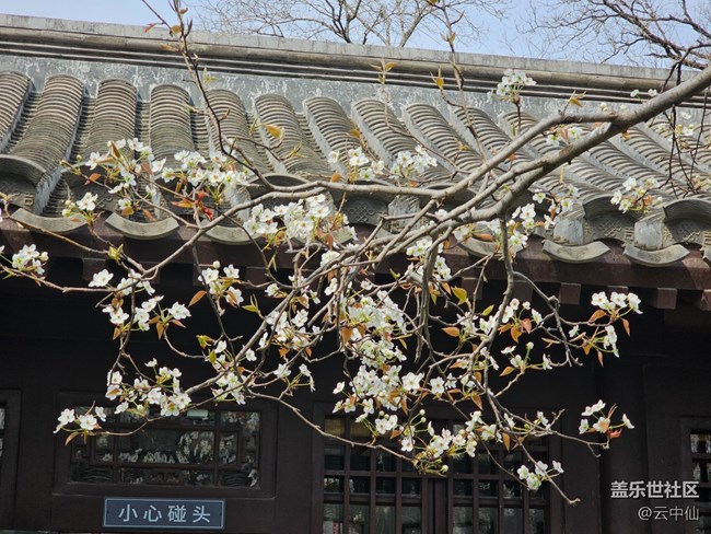 【拈花拾趣】初见