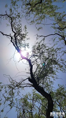 杨柳依依