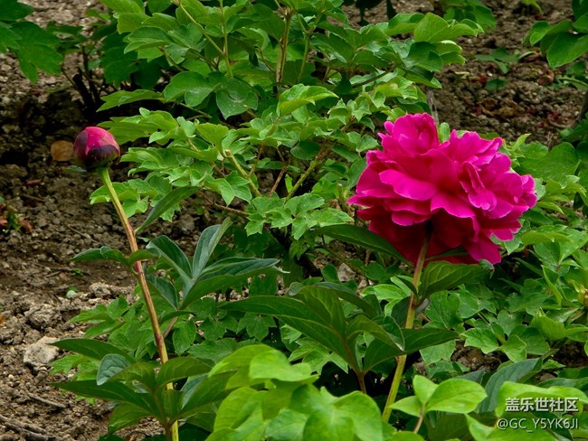 【牡丹园线下摄影活动】+花开富贵