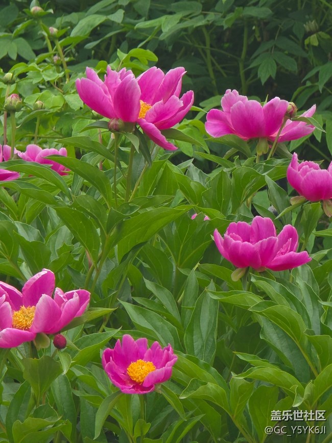 【牡丹园线下摄影活动】+花开富贵