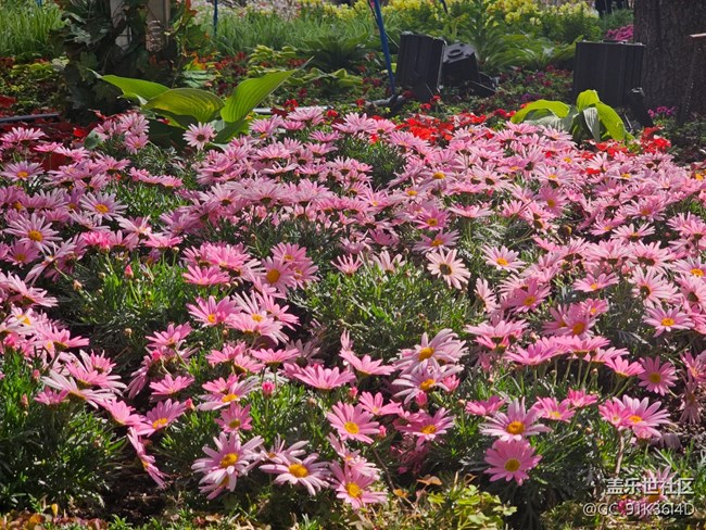 【拈花拾趣】花海