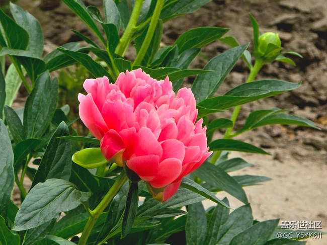 【牡丹园线下摄影活动】+花开富贵