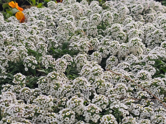 【拈花拾趣】花海