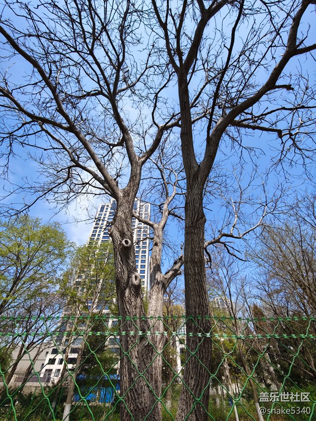 回顾，树木标本园